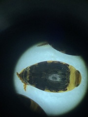 Laccophilus maculosus