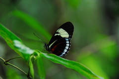 Heliconius cydno
