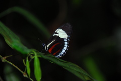 Heliconius cydno