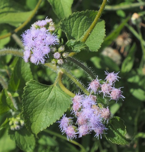Ageratum houstonianum image