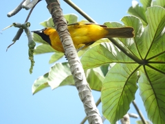 Icterus auratus