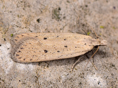 Nothris verbascella