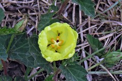 Cienfuegosia drummondii