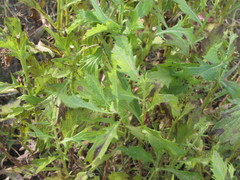 Jacobaea grandidentata