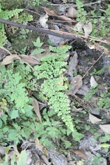 Adiantum concinnum