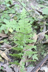 Adiantum concinnum