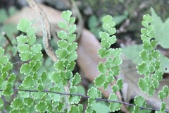 Adiantum concinnum