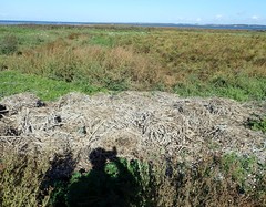 Phalacrocorax carbo sinensis