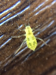 Calaphidina
