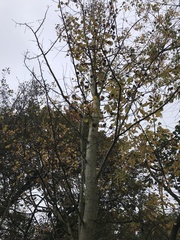 Populus