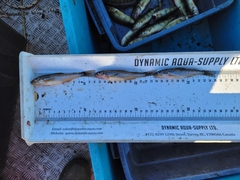 Percopsis omiscomaycus