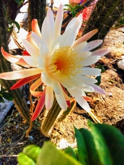 Nyctocereus serpentinus