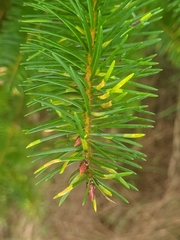 Contarinia pseudotsugae