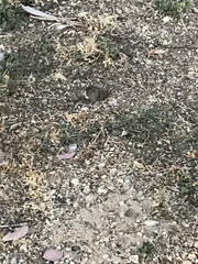 Thomomys