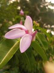 Cryptostegia