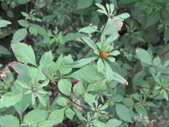 Bidens frondosa