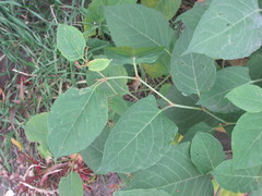 Reynoutria × bohemica