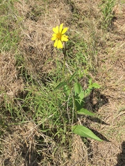 Silphium radula