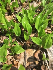Maianthemum canadense