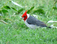 Paroaria coronata