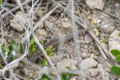 Medopheos edracanthus