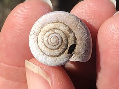 Helminthoglypta morroensis