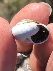 Helminthoglypta morroensis