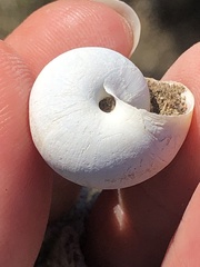 Helminthoglypta morroensis