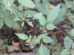 Bidens frondosa
