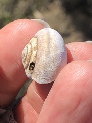 Helminthoglypta morroensis