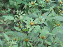 Bidens frondosa