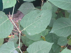 Reynoutria × bohemica