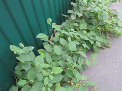 Reynoutria × bohemica