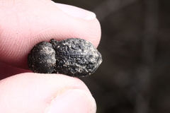 Microschatia inaequalis