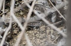 Medopheos edracanthus