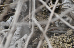 Medopheos edracanthus