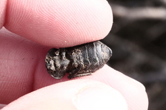 Microschatia inaequalis