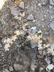 Tidestromia lanuginosa