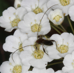 Molorchus longicollis