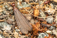 Zootermopsis nevadensis