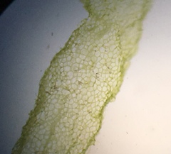 Hydrodictyon reticulatum