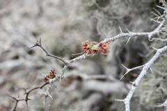 Pithecellobium excelsum