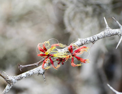 Pithecellobium excelsum