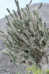 Armatocereus cartwrightianus