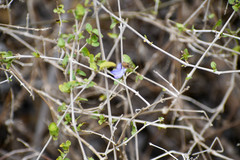 Tetramerium wasshausenii