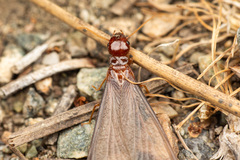 Zootermopsis nevadensis