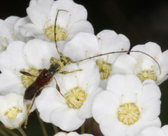 Molorchus longicollis