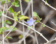 Tetramerium wasshausenii