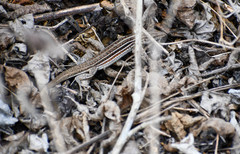 Medopheos edracanthus