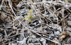 Medopheos edracanthus